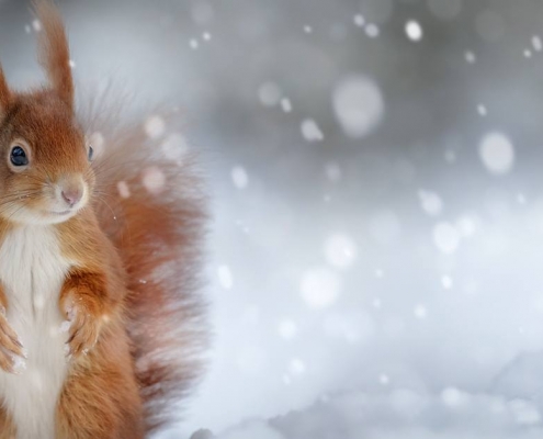 BACKWINKEL-Blog – Beitrag zum Thema Tiere im Winter