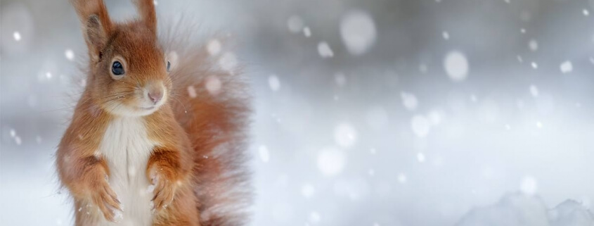 BACKWINKEL-Blog – Beitrag zum Thema Tiere im Winter