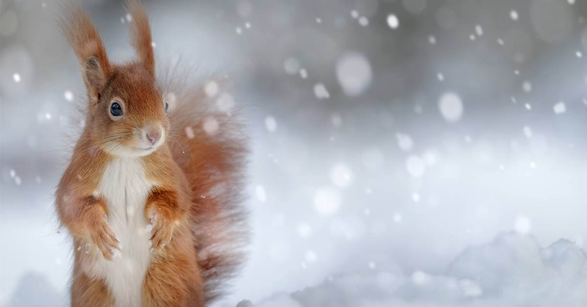 Tiere im Winter: Tipps & Ideen für ein ökologisches Unterrichtsprojekt in der Grundschule BACKWINKEL-Blog – Beitrag zum Thema Tiere im Winter
