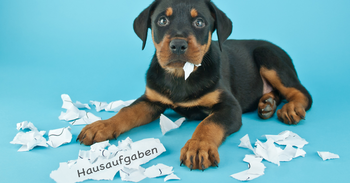 backwinkel-blog-Hausaufgaben-heroimage