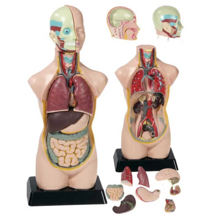 Anatomie-Modell, Körperorgane, Lehrmodell, Humanoider Körper, innerer Aufbau