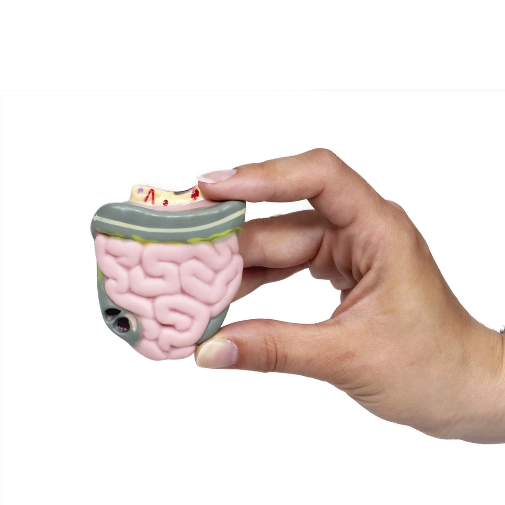 Gehirn Modell, menschliches Gehirn, Miniaturmodell, Anatomie Spielzeug, Bildung Werkzeug