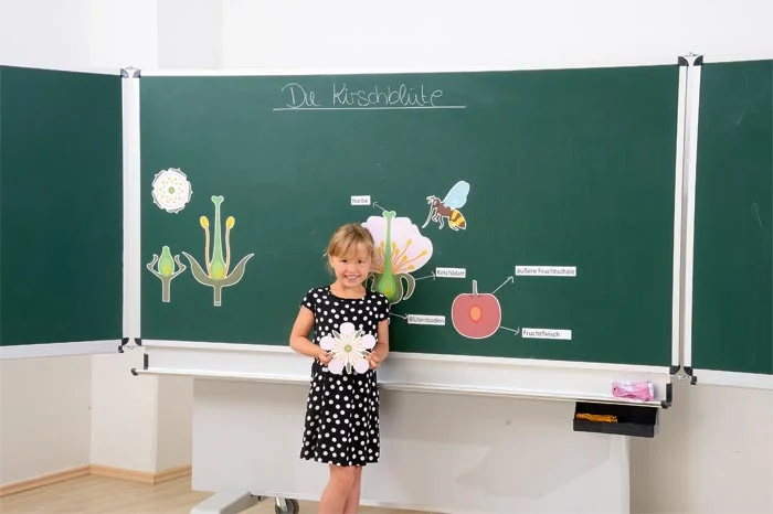 Die Kirschblüte: Von der Blüte bis zur Frucht