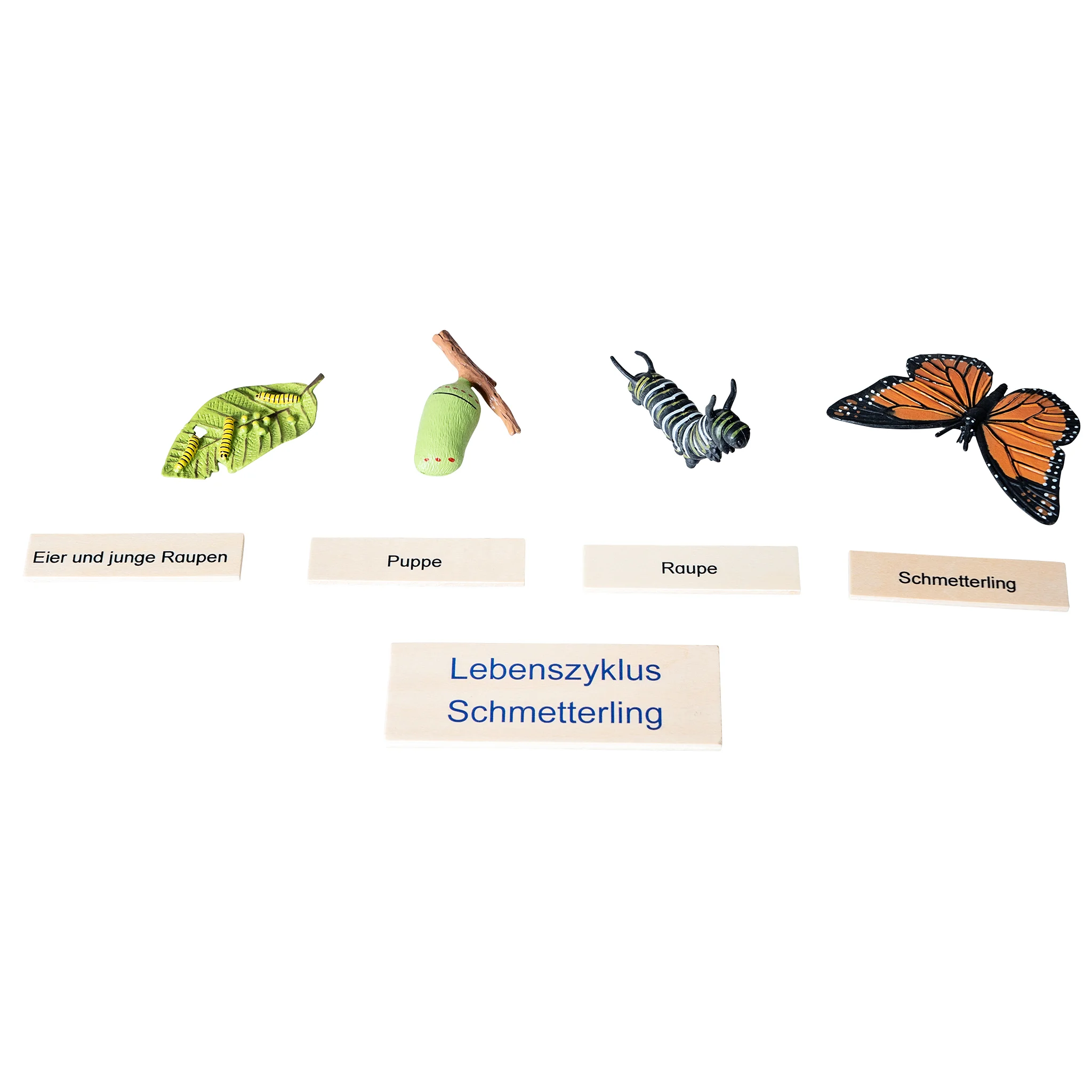 Lebenszyklus, Schmetterling, Raupe, Puppe, Eier und junge Raupen