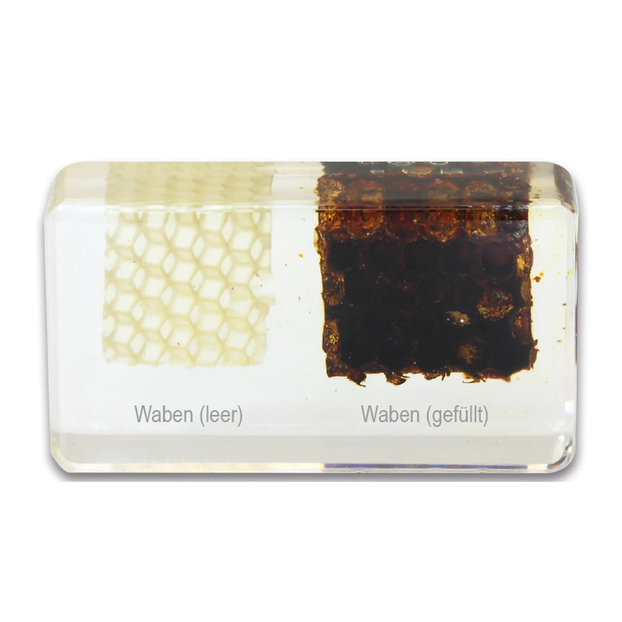Honigwaben, Wabenstruktur, Waben (leer), Waben (gefüllt), Imkereiprodukt