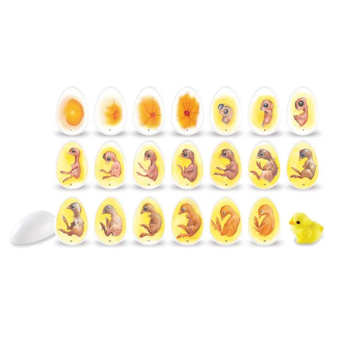 Baby chick, Egg embryo, Duckling, Foetal development, Yellow chick