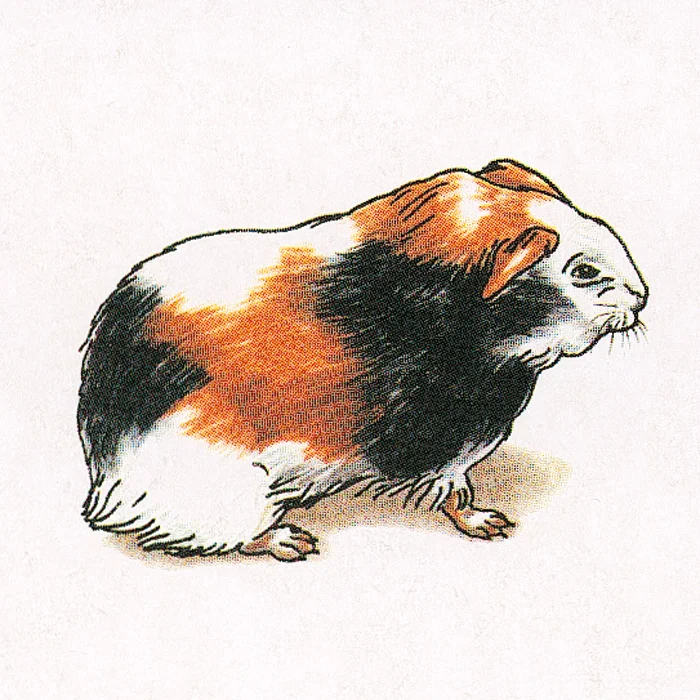 Guinea pig, Kleines Nagetier, Dreifarbiges Fell, Haustier, Sitzende Haltung