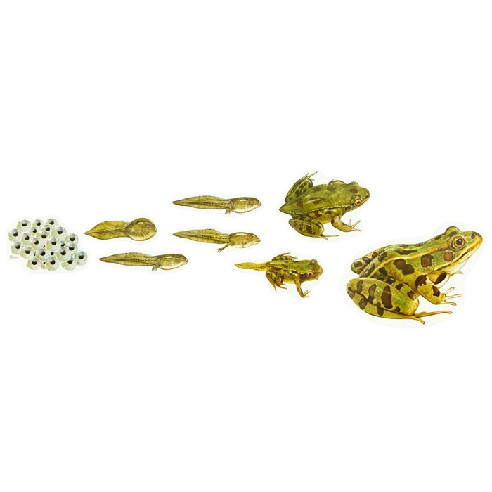Frösche, Kaulquappen, Froschlarven, Tierabbildungen, Stoffaufkleber