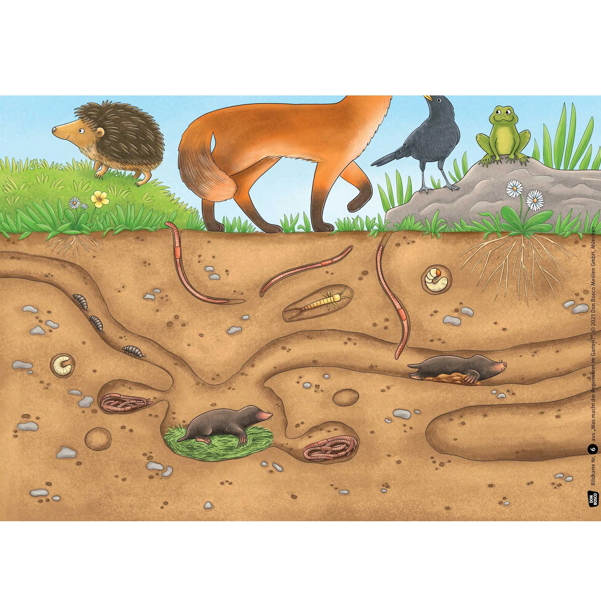 fossile wurmer, unterirdische graben, mole, earthworms, amphibien beute