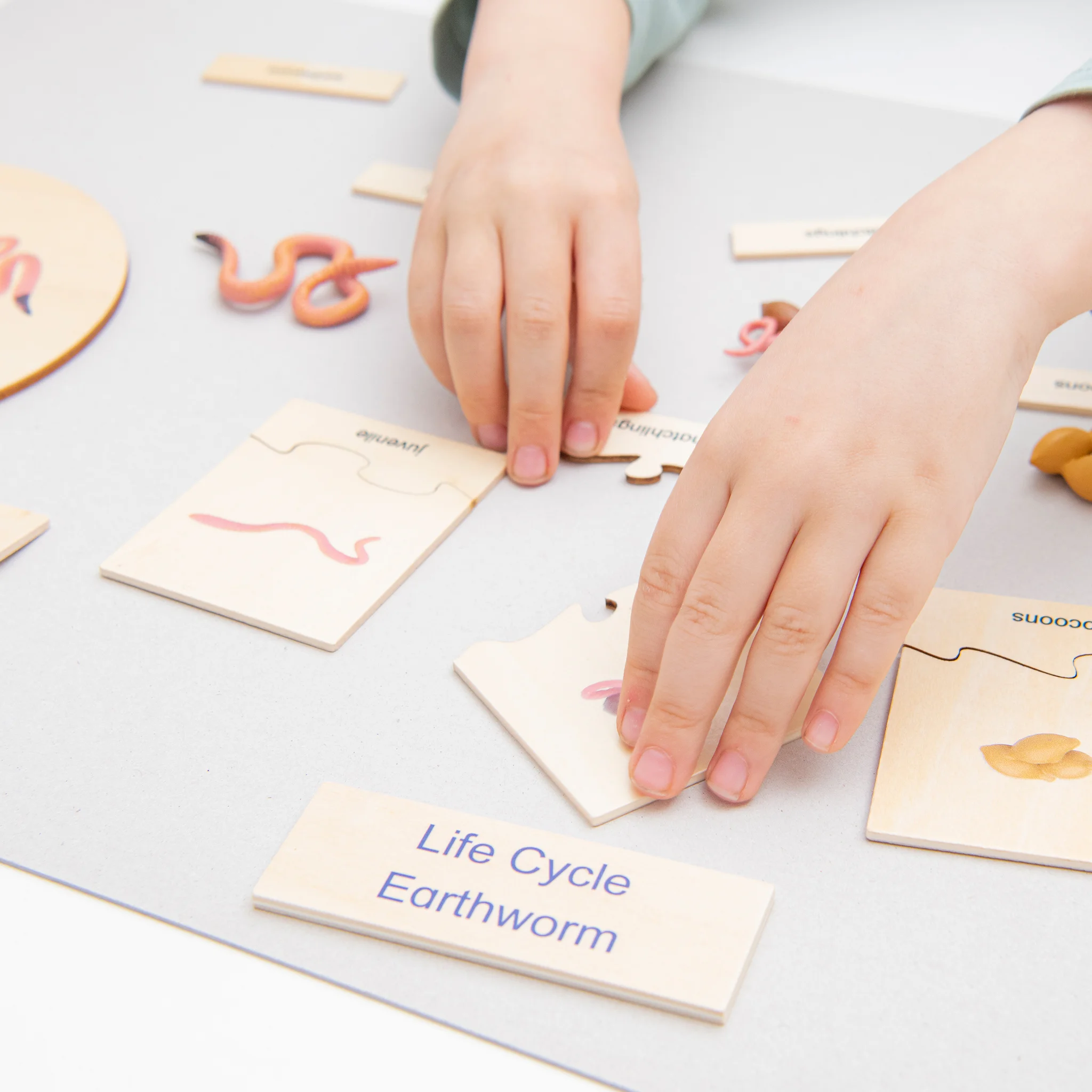 Puzzle, Holzstücke, Bildung, Lebenszyklus, Wurm