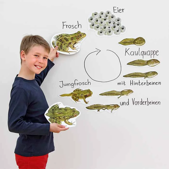 Lernposter, Frosch, Kreislauf, Jungfrosch, Eier