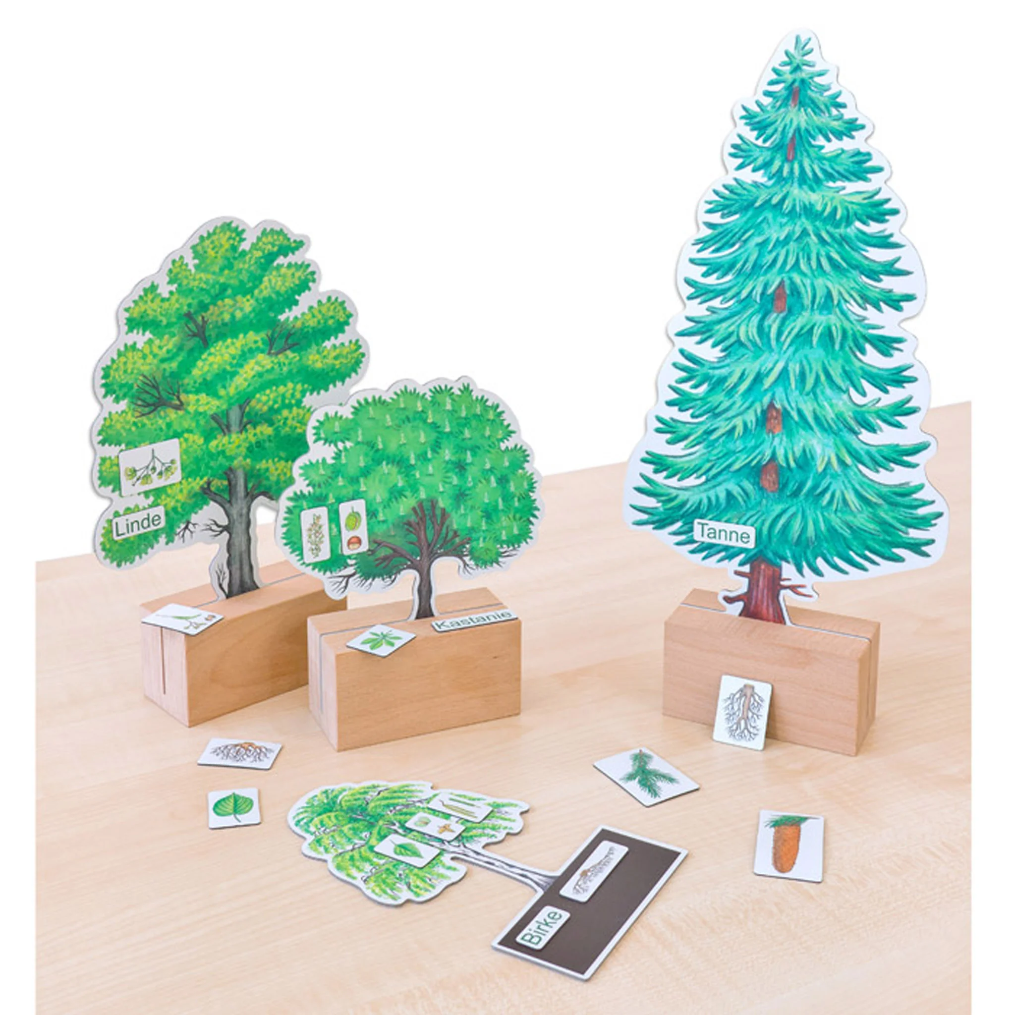 Holzbaum, Pflanzenspiel, Bildungsspiel, Baumarten, Holzbasis