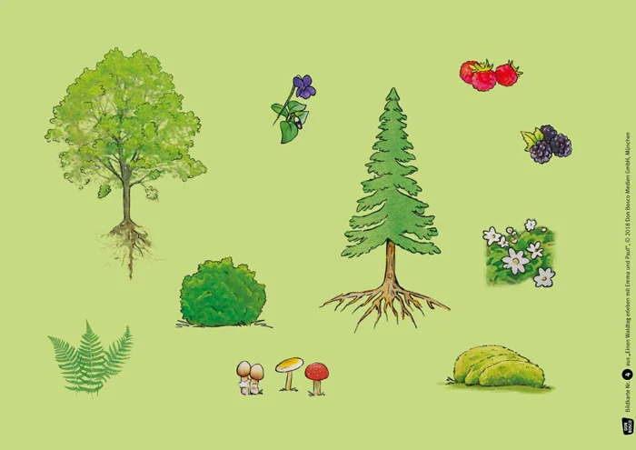 Baum, Kiefer, Sträucher, Pilze, Pflanzen