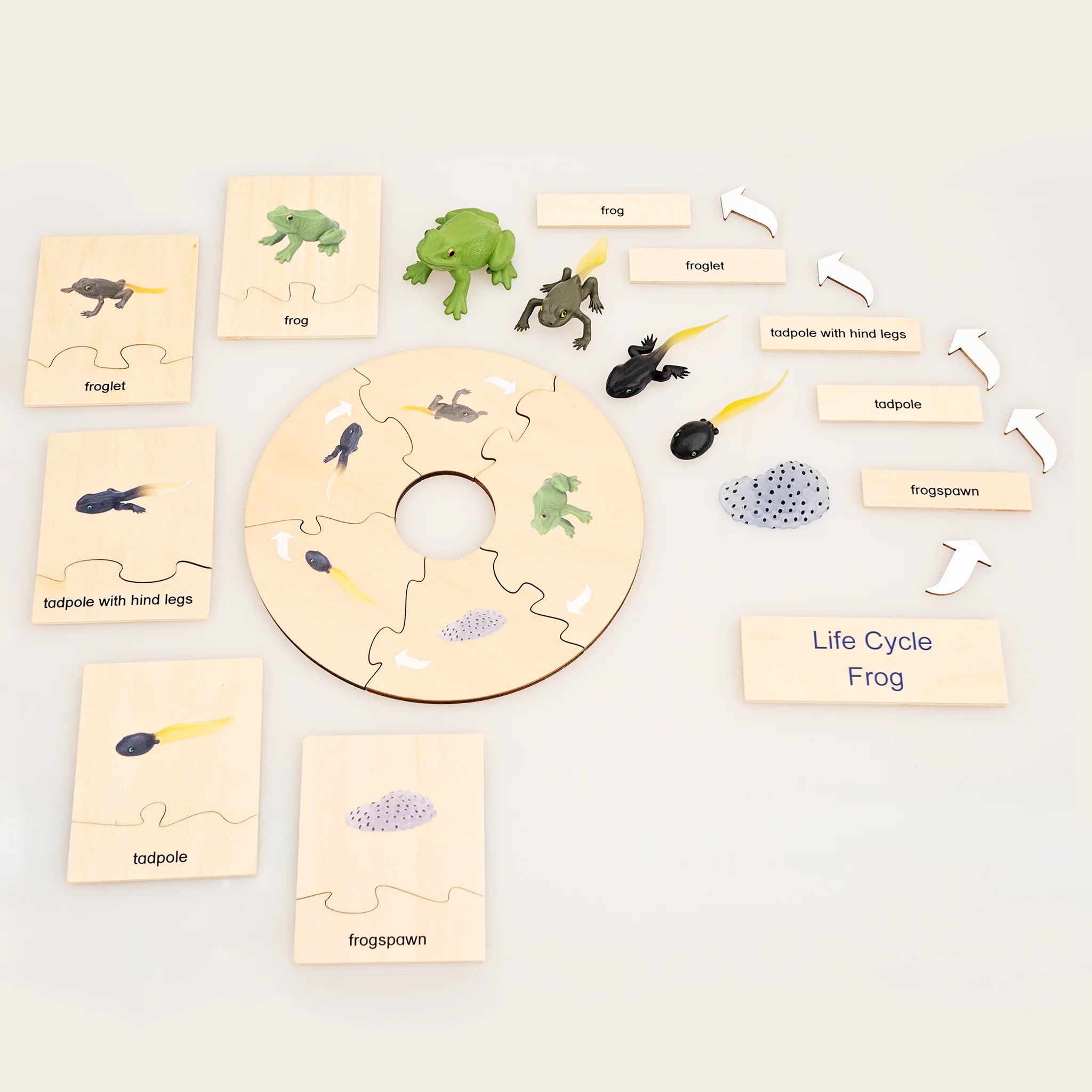 Frosch, Lebenzyklus, Puzzle, Holz, Spielzeug