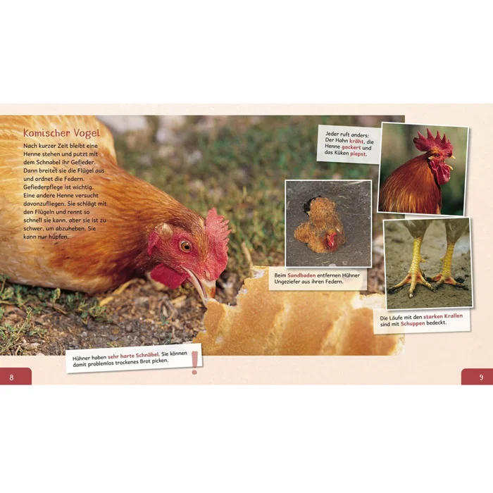 Huhn, Henne, Kamm, Hühnerbein, Brotkrumen