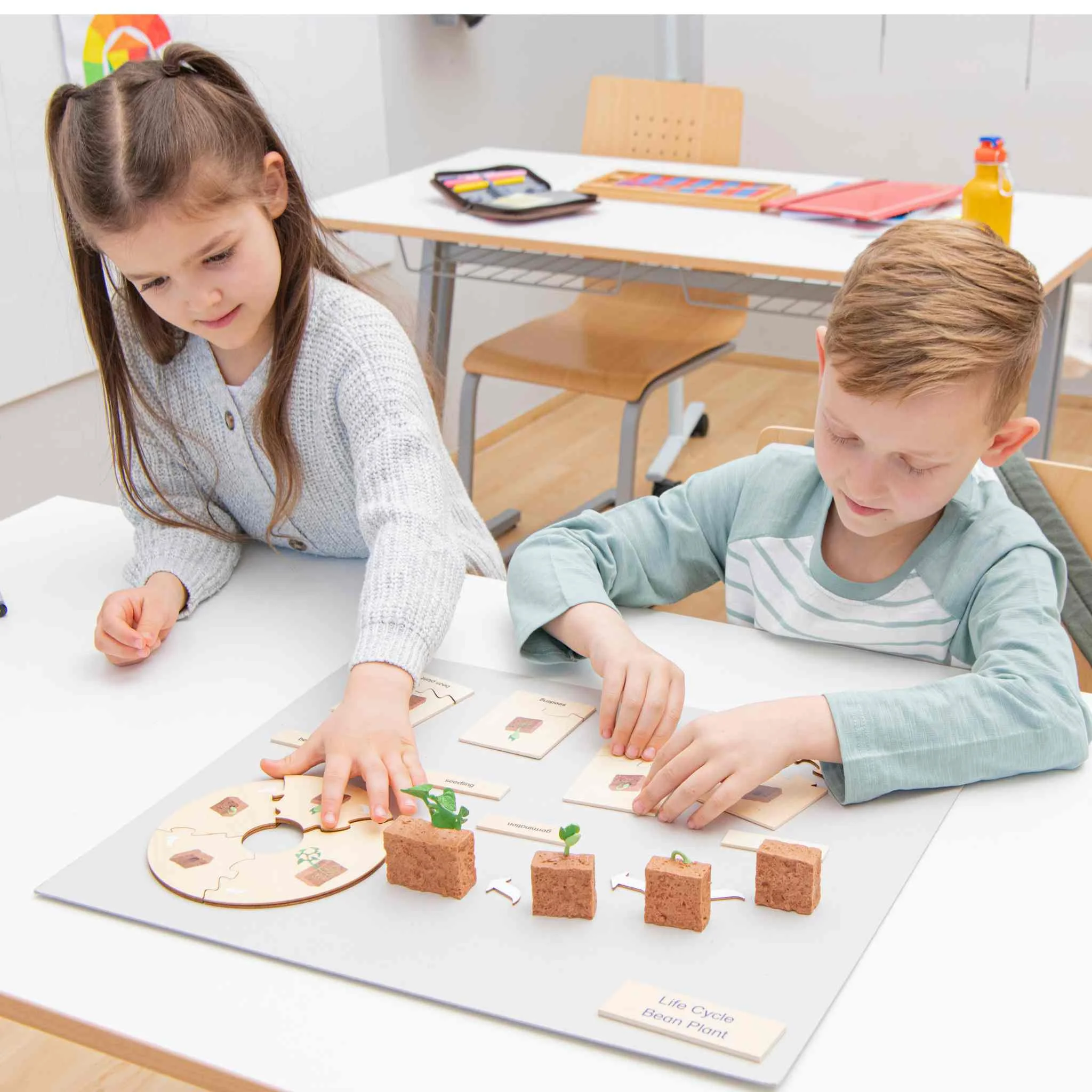 Pflanzen-Lernspiel, Lebenszyklus-Puzzle, Holzpuzzle, Bohnenpflanze, Pflanzwürfel