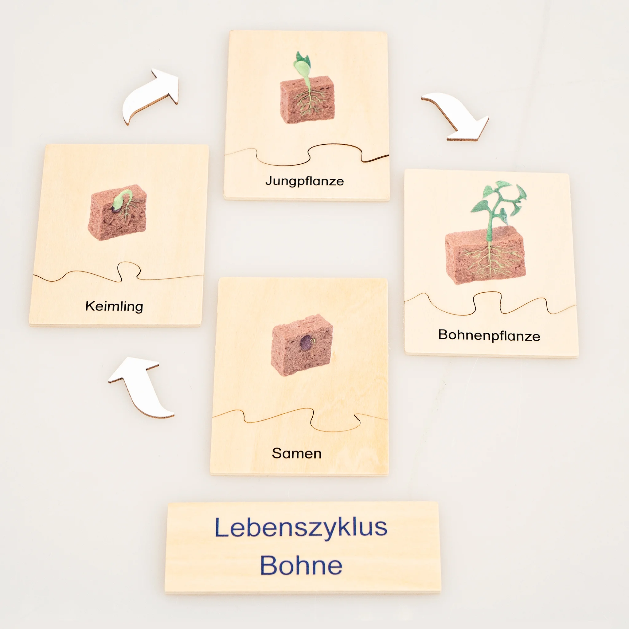 Bohne, Lebenszyklus Bohne, Keimling, Samen, Bodenbildungen