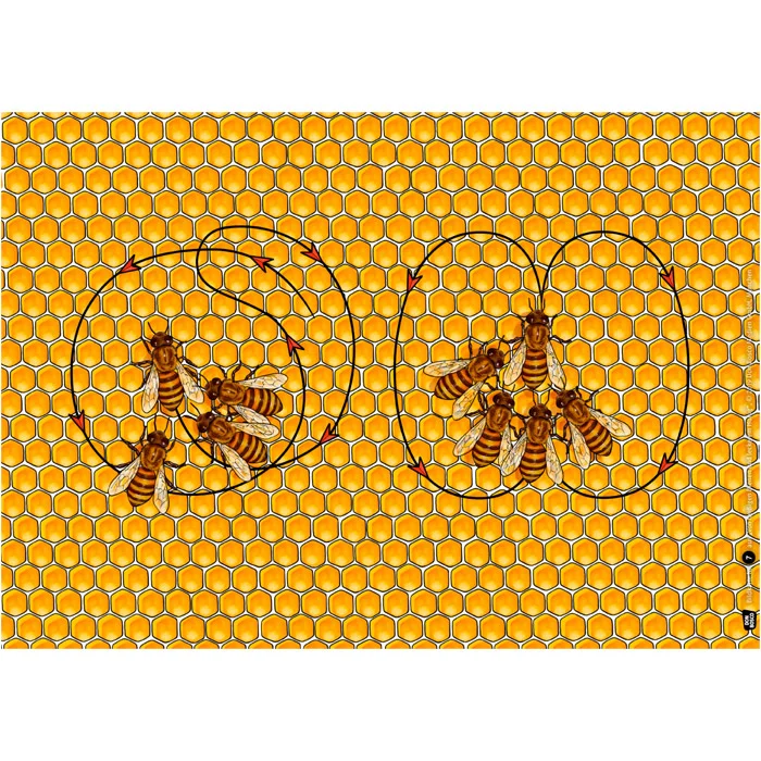 hon eycomb, b ees, beeh ive, honey comb, insects