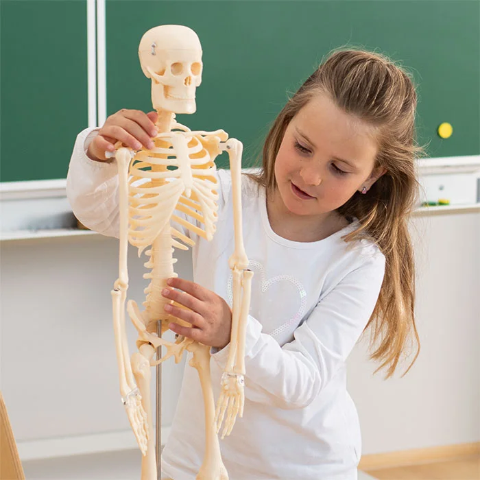 Knochenmodell, Skelett, Schädel, Schulterschale, Lehrmodell