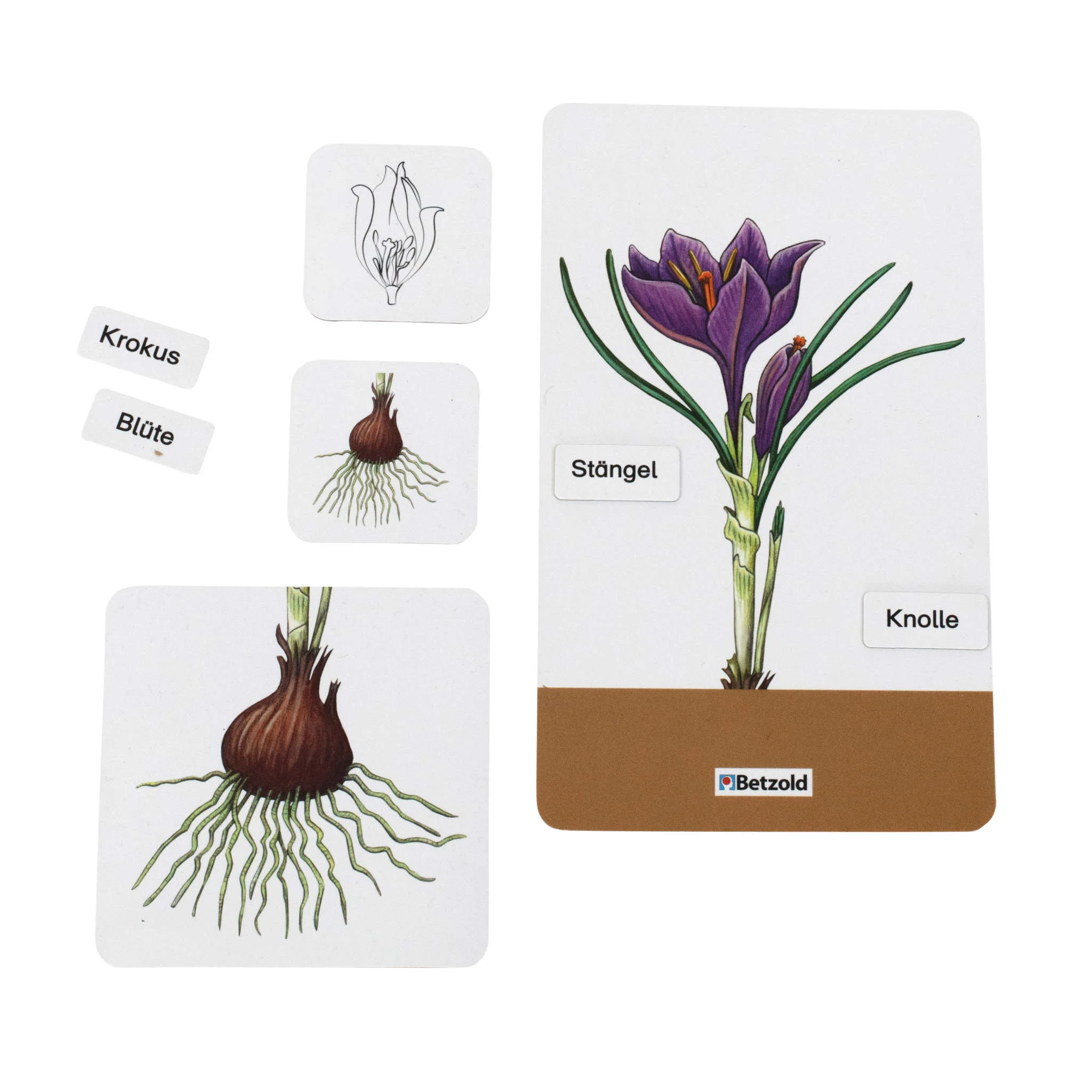 Krokus, Blüte, Stängel, Knolle, Krokusblüte