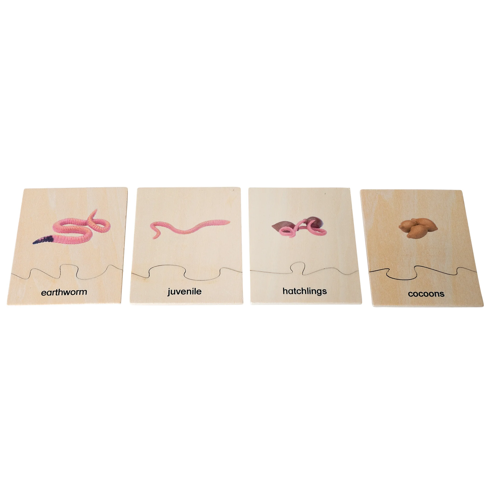 earthworm, juvenile, hatchlings, cocoons, insect