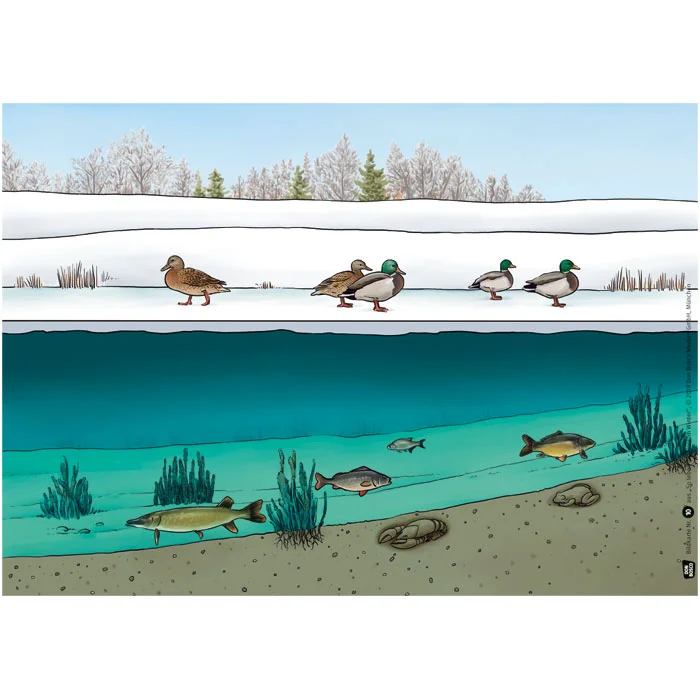 Winter, Ducks, Snow, Ice, River