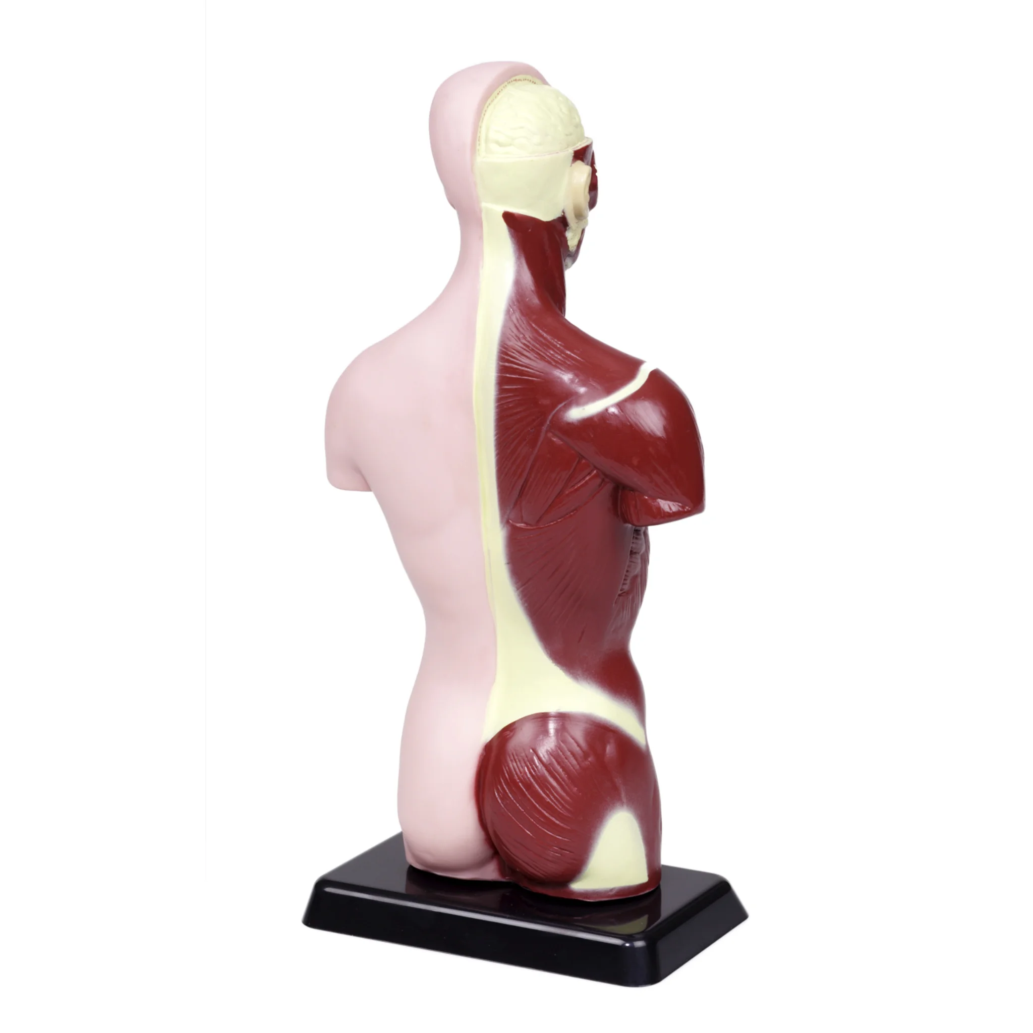 Anatomie Modell, Menschlicher Körper, Rückenmuskulatur, Rückenmodell, Figur Modell