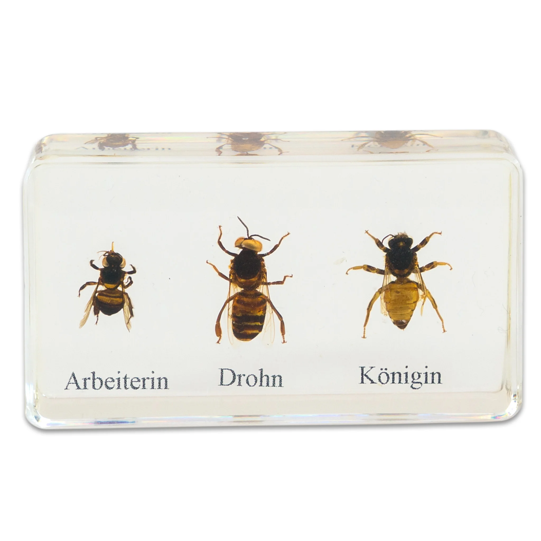 Bienen, Arbeitsbiene, Drohne, Königin, Insektenart