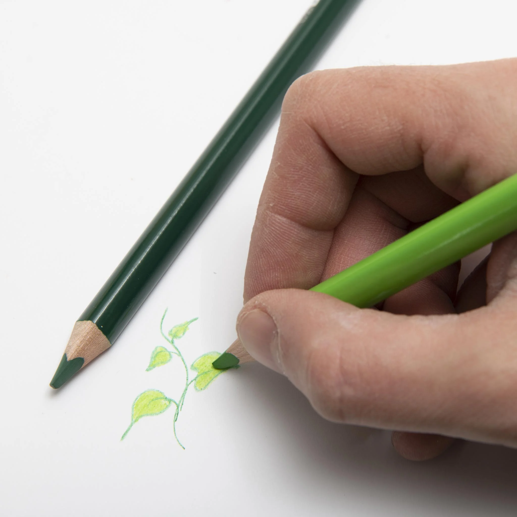 Bleistift, Kunstzeichnung, Grün, Pflanzenzweig, Skizze