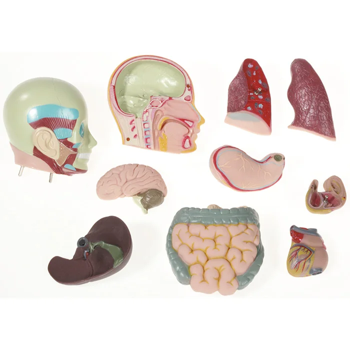 anatomie Modell, Organe, Gehirn, Lungen, innere Organe