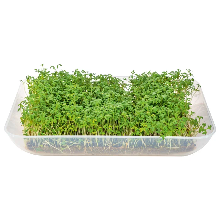 Kräuter, Sprossen, Kräuterzucht, Anzuchtbox, Plastikbehälter