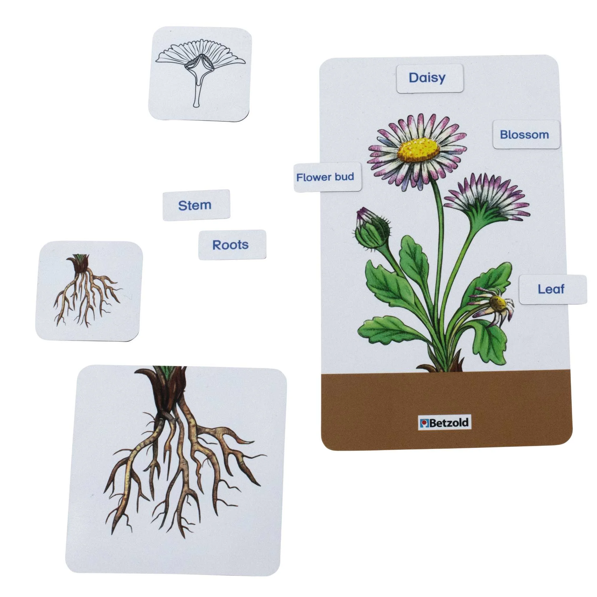 Gänseblümchen, Blüte, Blütenknospe, Stängel, Wurzeln