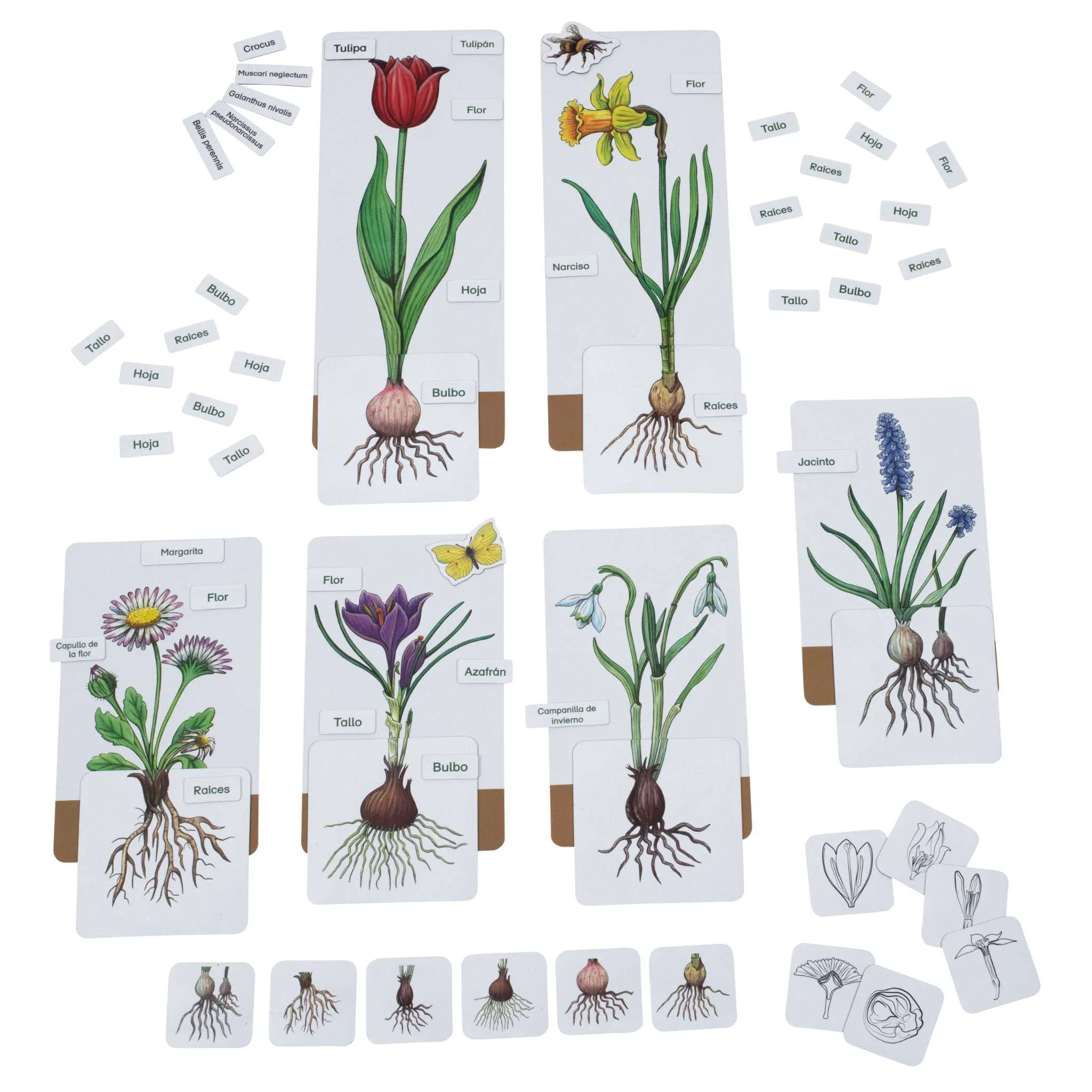 Tulpe, Blume, Wurzel, Blüten, Karten