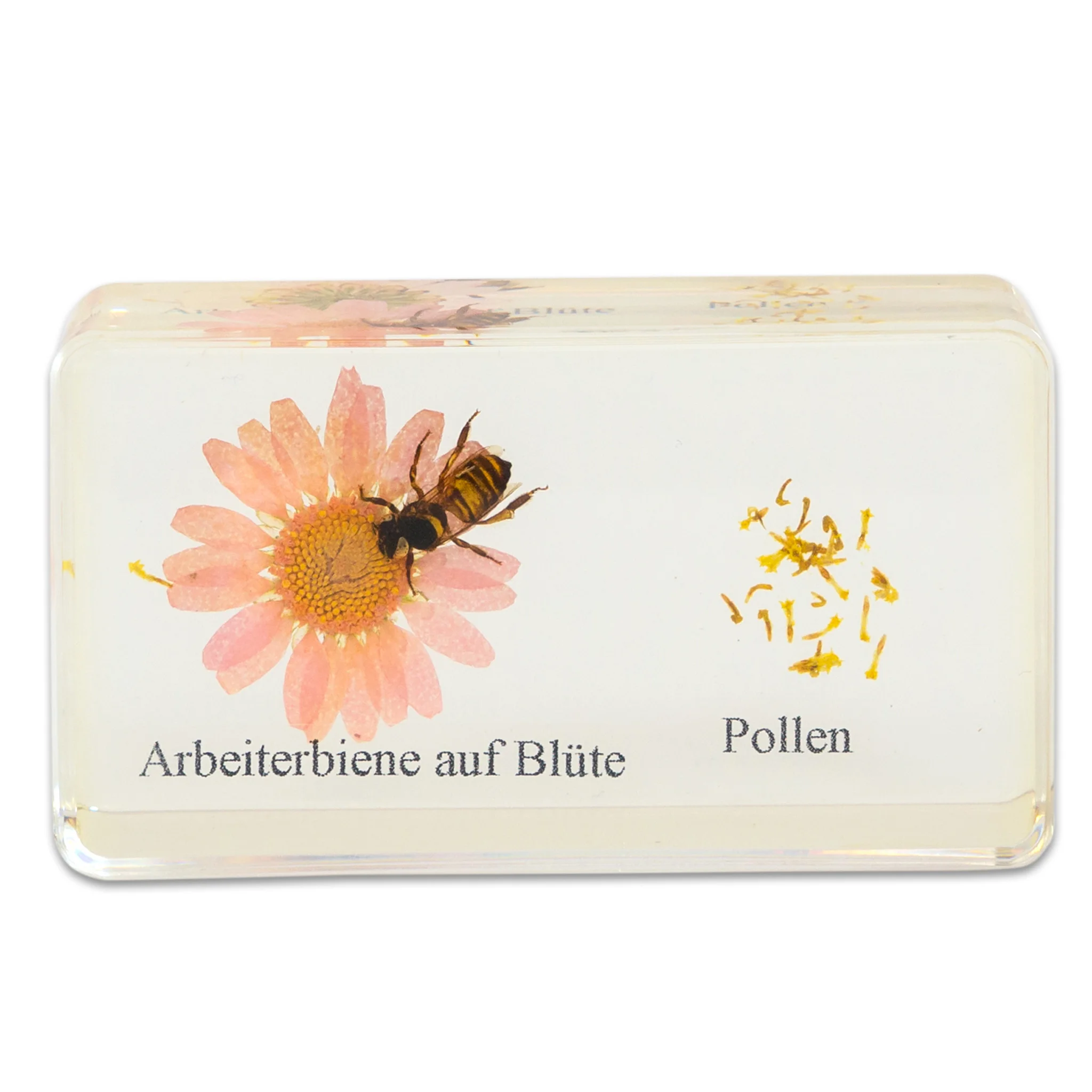 Arbeiterbiene, Blüte, Pollen, Honigbiene, Pollenstaub