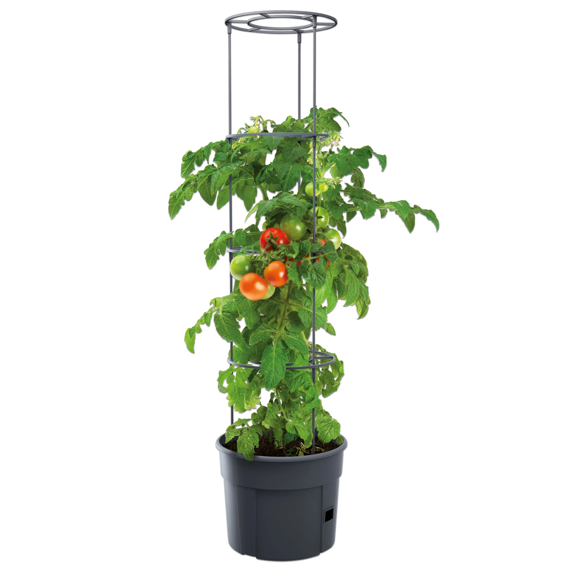 Tomatenpflanze, Topfpflanze, Stützpfosten, grüne Tomaten, Gartenpflanze