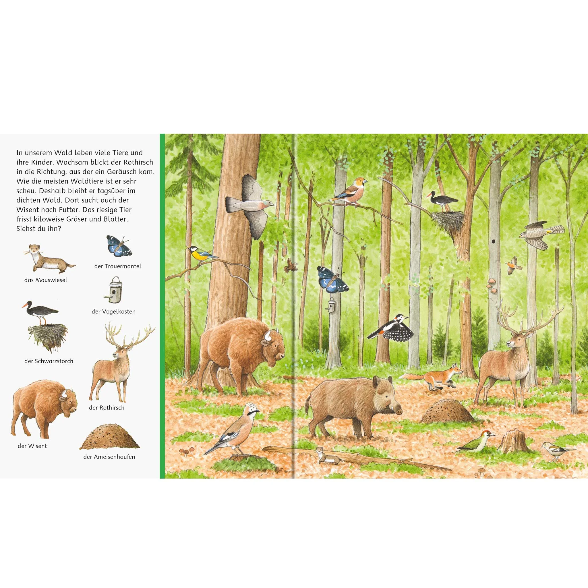 Waldlandschaft, Wildtiere, Tiere im Wald, Bärenwald, Vogelarten