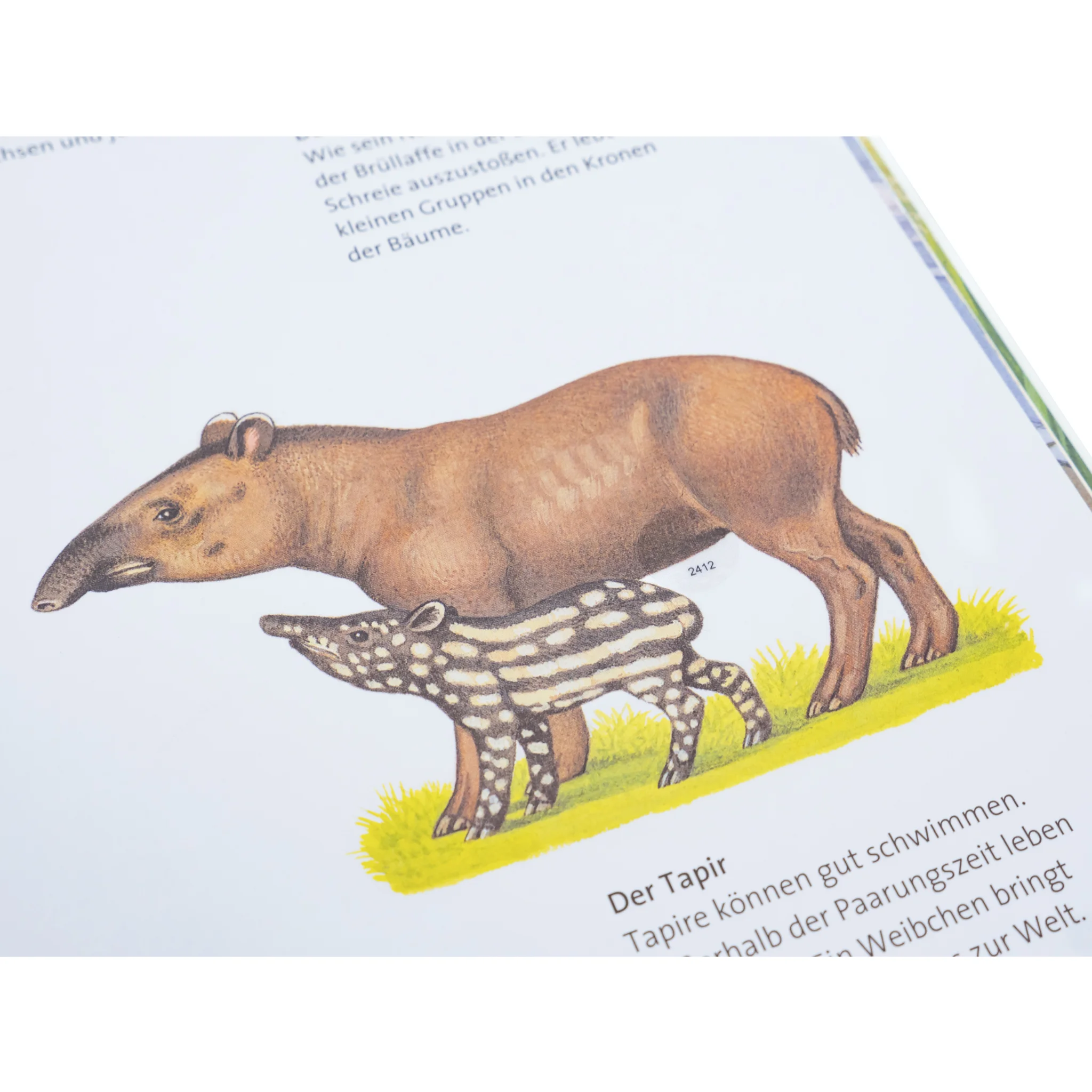 Tapir, Tierbild, Schwarz-Weiß Muster, Tierpaar, Wiese