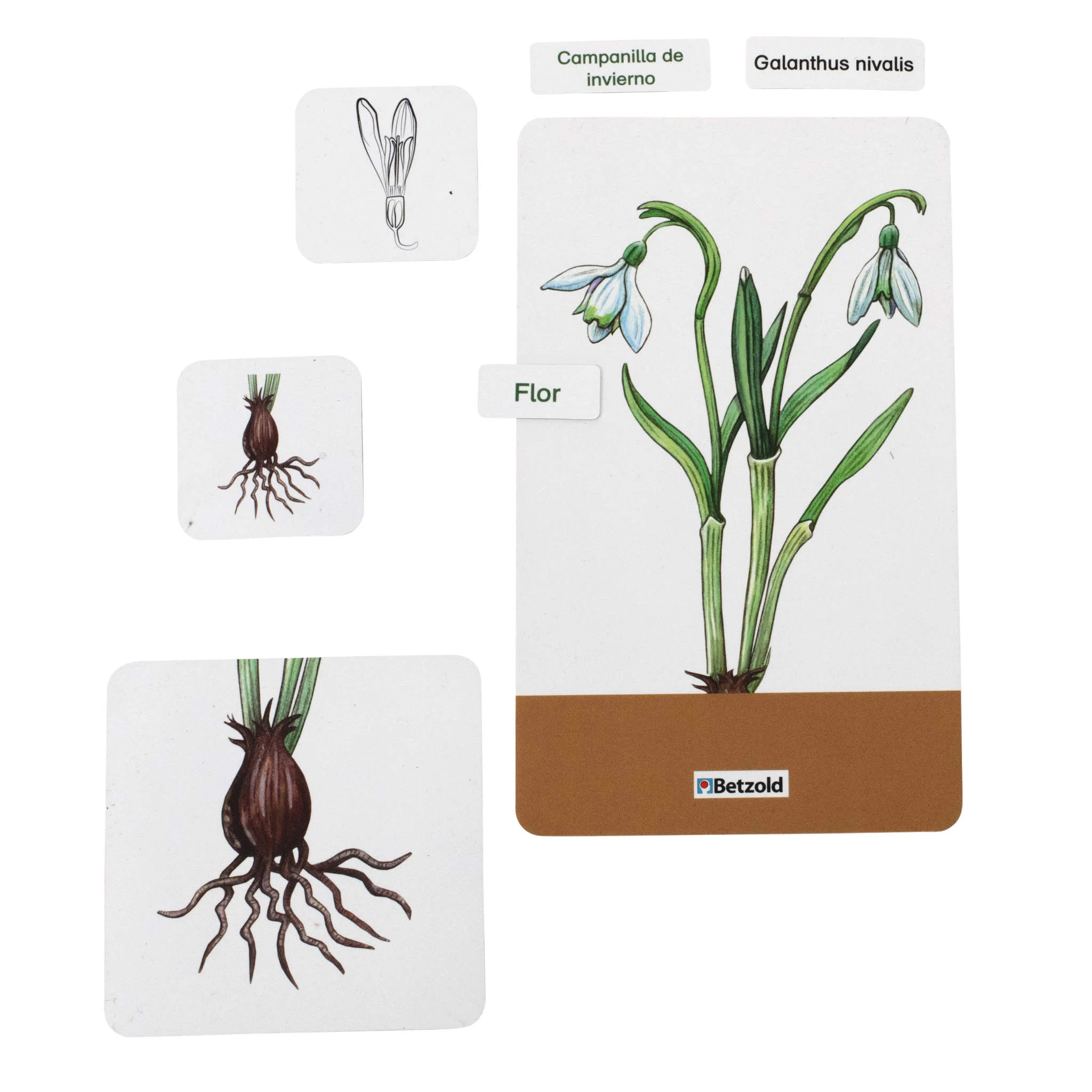 Zwiebelpflanze, Blüte, Walters?, Flor, Zwiebelwachstum