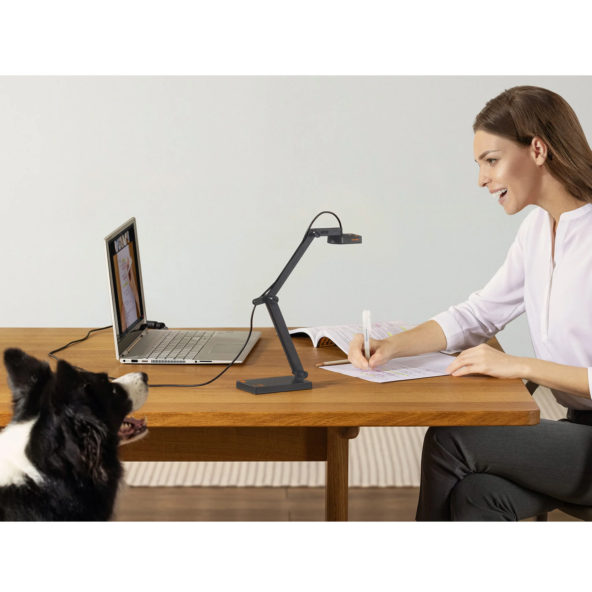 Schreibtisch, Lampe, Dokumente, Laptop, Hund