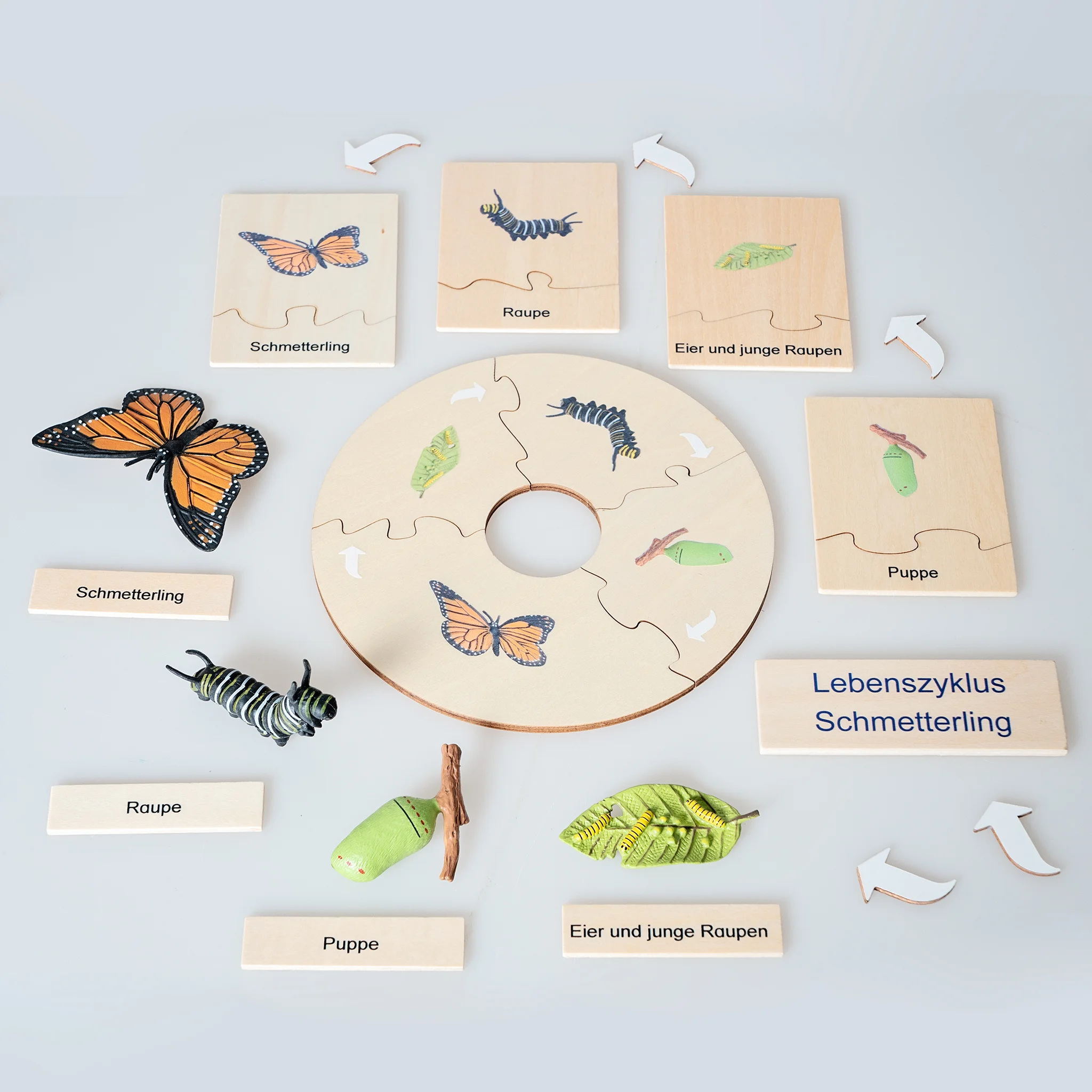 Lernspiel, Schmetterling, Raue, Puppe, Lebenszyklus