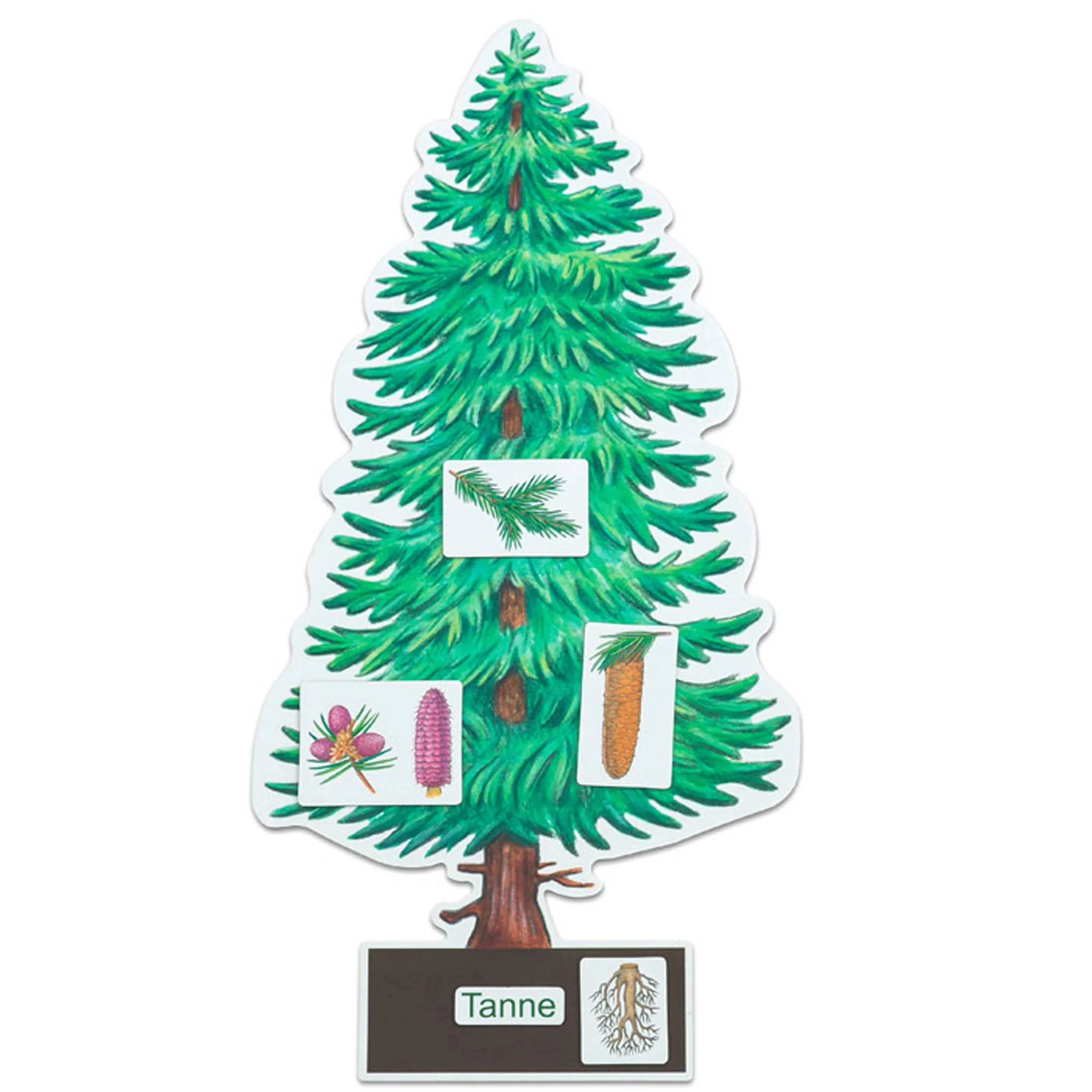Weihnachtsbaum, Tannenbaum, Baum-Plakat, Lernposter, Anatomie Baum