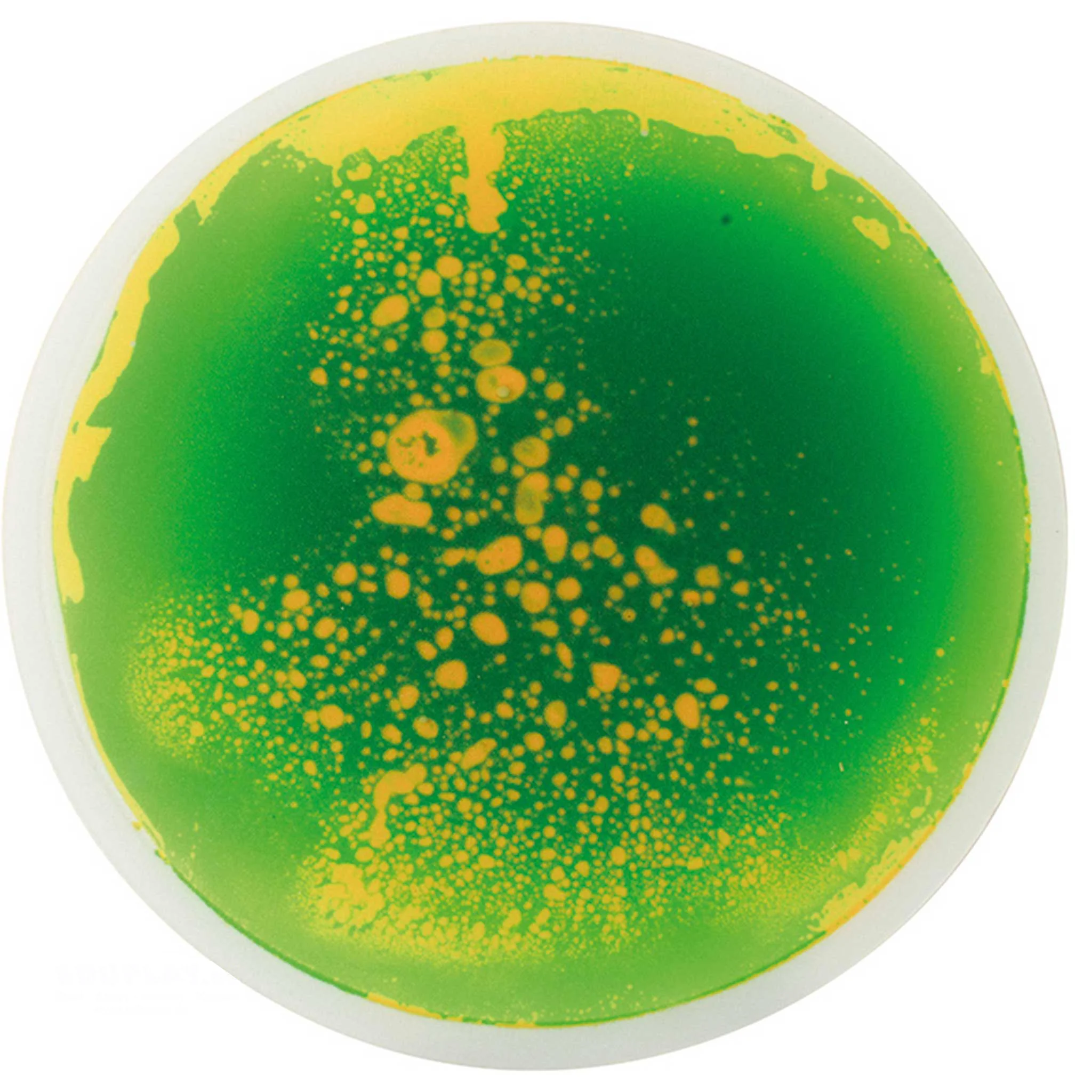 Petri-Schale, Agarwachstum, Grün Gelb, Bakterienkultur, Mikrobiologie