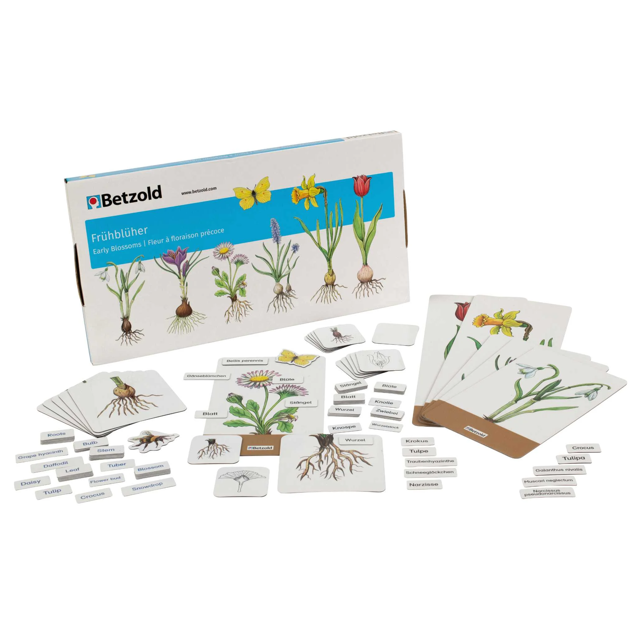 Frühblüher, Saatgut-Set, Pflanzenkartenset, Blütenpflanzen, Botanische Karten