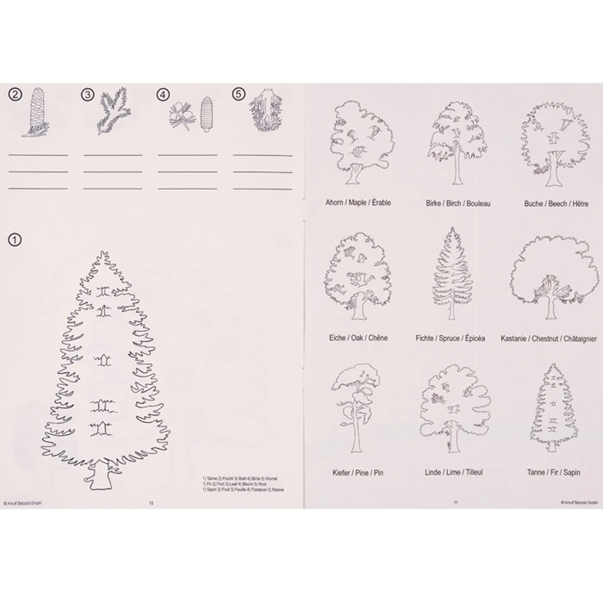 Baum, Fichtenzweige, Tannenbaum, Nadelbaum, Umrisszeichnung