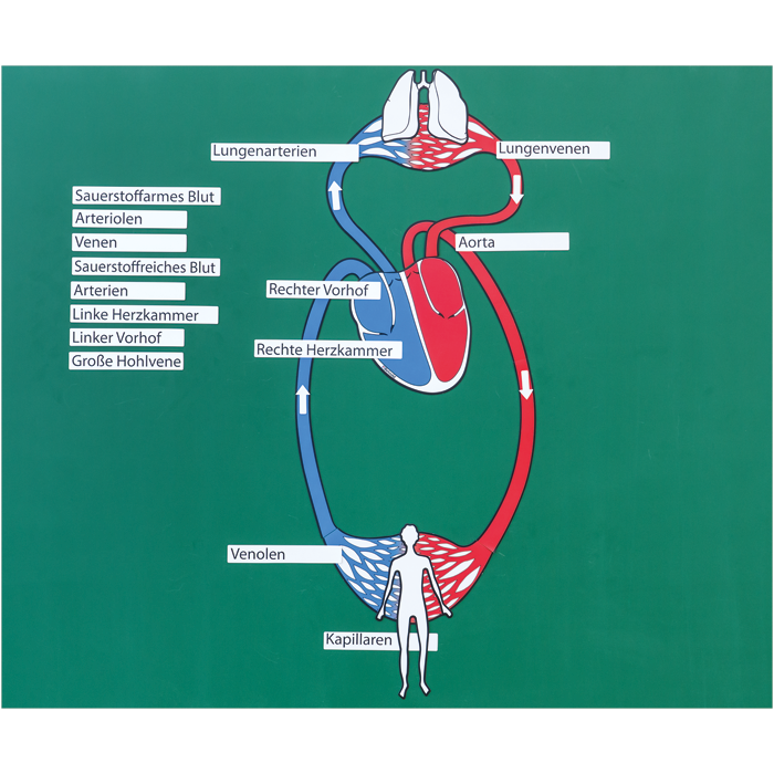 Der große Blutkreislauf | backwinkel.de