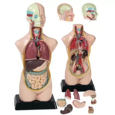 Anatomie-Modell, Körperorgane, Lehrmodell, Humanoider Körper, innerer Aufbau