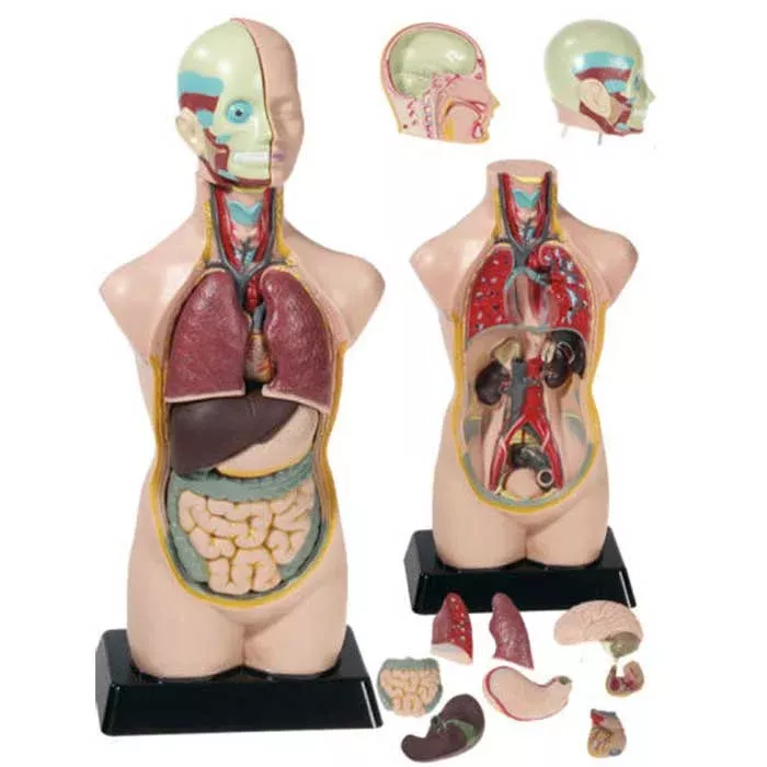 Anatomie-Modell, Körperorgane, Lehrmodell, Humanoider Körper, innerer Aufbau