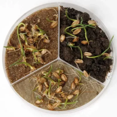 kitchen herb, sprouting, soil, microgreens, seedling