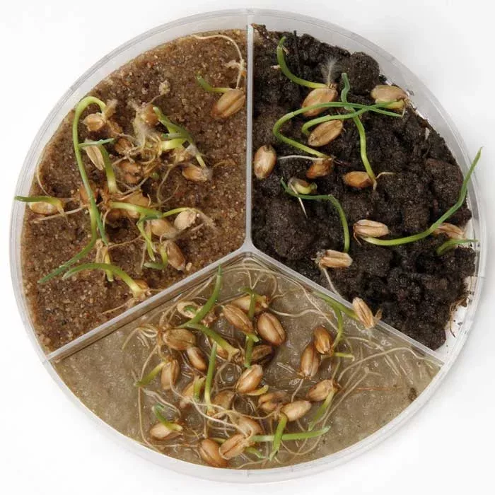 kitchen herb, sprouting, soil, microgreens, seedling