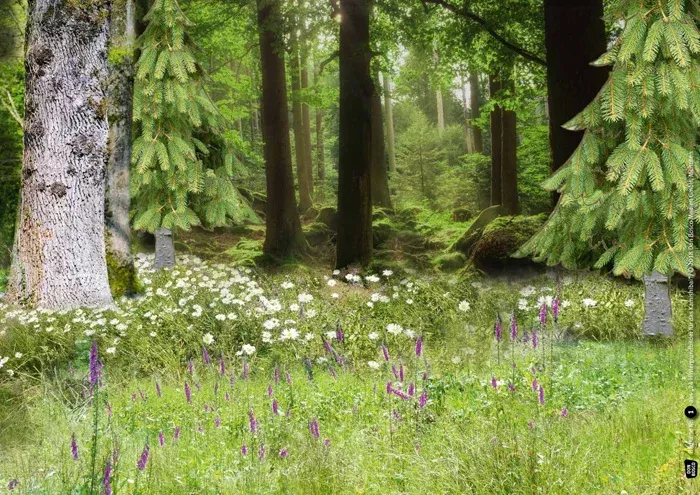 Wald, Wiesenblumen, Wildblumen, Grasfläche, Kieferwald